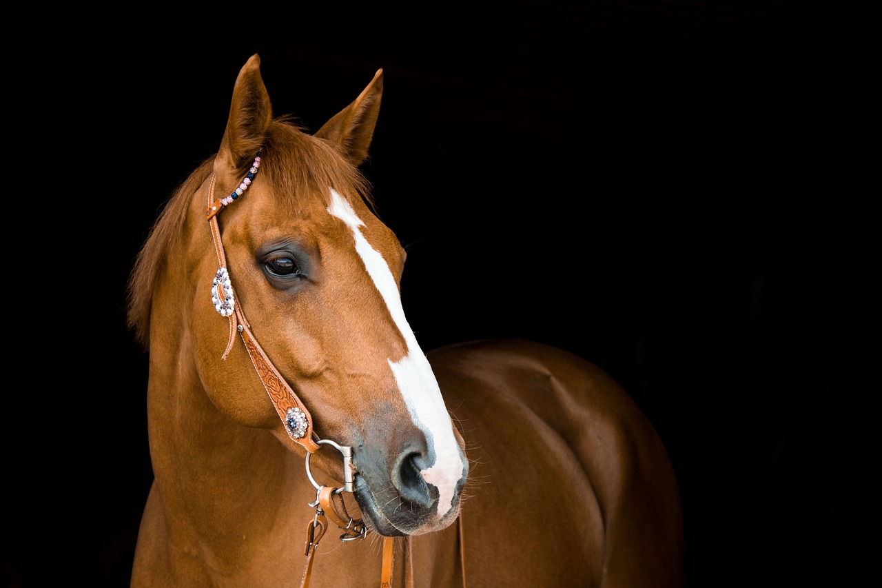 horse, mare, bridle
